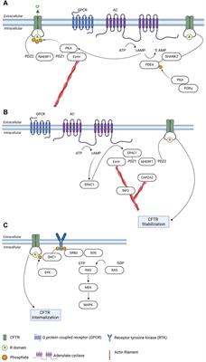 Cell type-specific regulation of CFTR trafficking—on the verge of progress